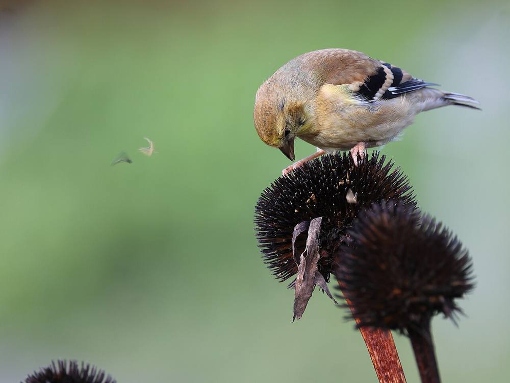 American goldfinch in bright yellow summer plumage perched on a purple coneflower