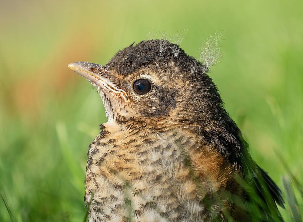 Juvenile American robin with a speckled chest perched on a branch