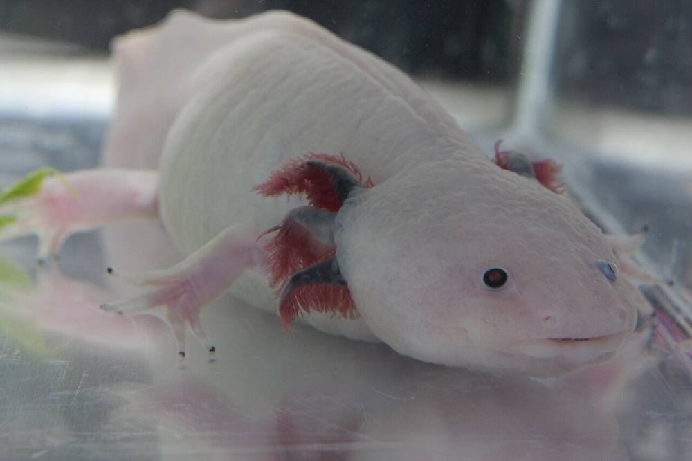 Leucistic axolotl, a pink Mexican salamander with feathery external gills, facing the camera