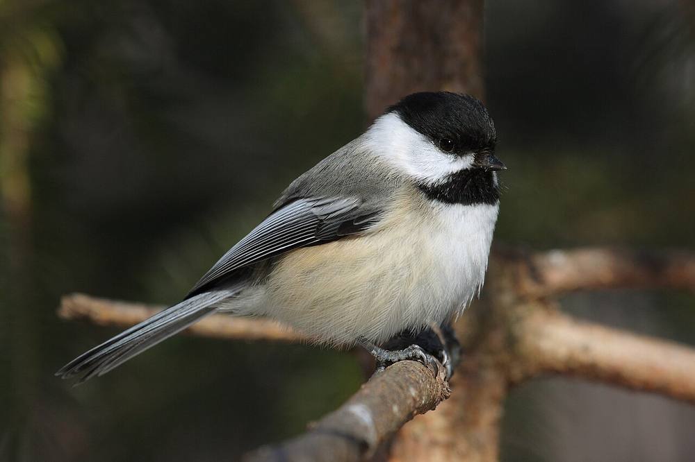 Black-capped chickadee with black cap and bib perched on a snowy branch