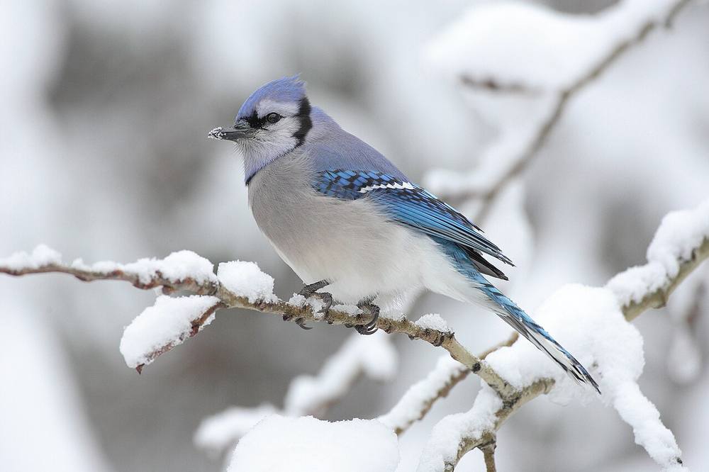 Blue jay with crest raised showing vivid blue, white and black plumage