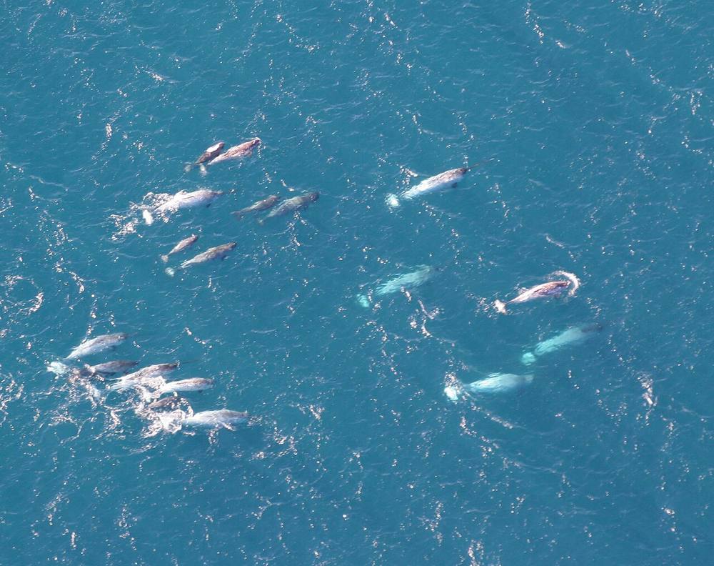 Pod of narwhals swimming in Arctic waters, their long spiral tusks visible from above
