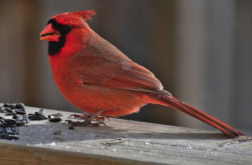 Male northern cardinal, brilliant red with a tall crest, perched on a branch