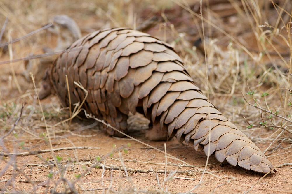 Ground pangolin covered in overlapping keratin scales walking through grass in the wild