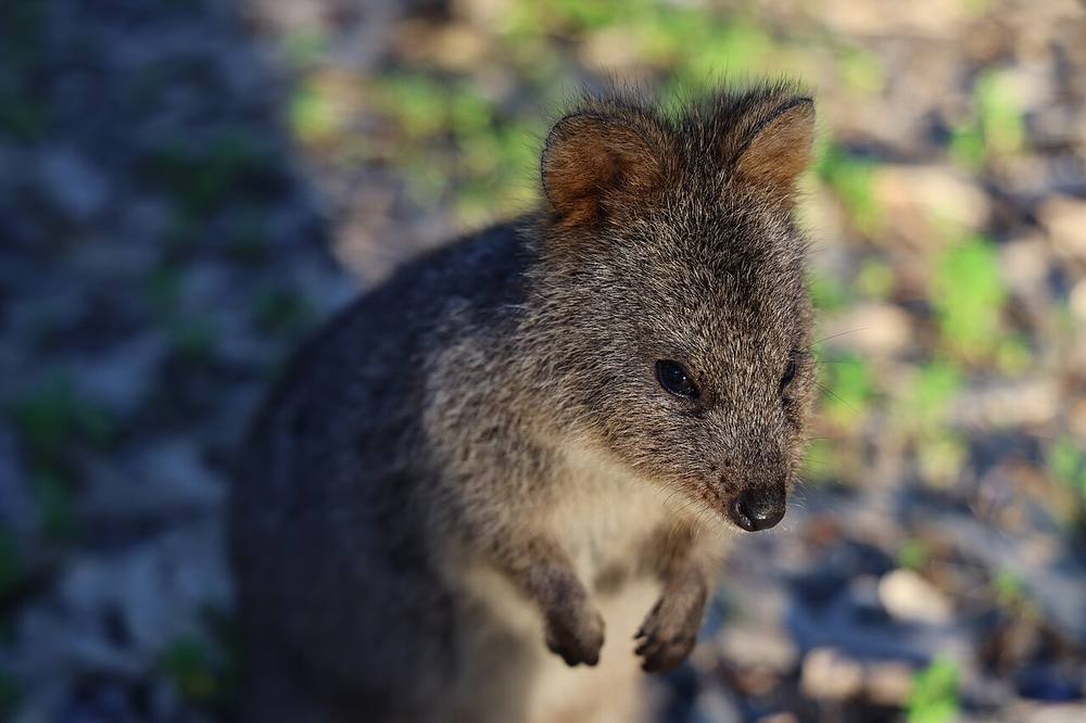 Quokka, a small smiling wallaby from Western Australia, close-up portrait