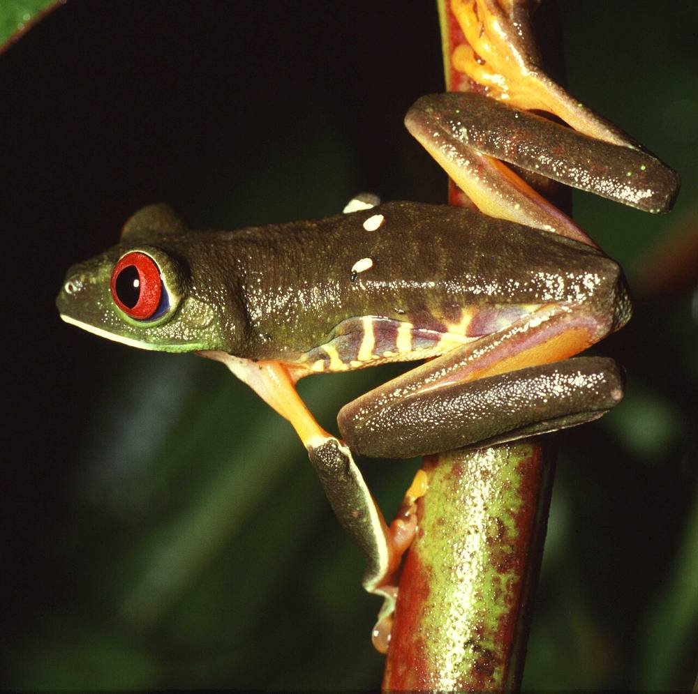 Red-eyed tree frog with bright red eyes and orange feet clinging to a green leaf