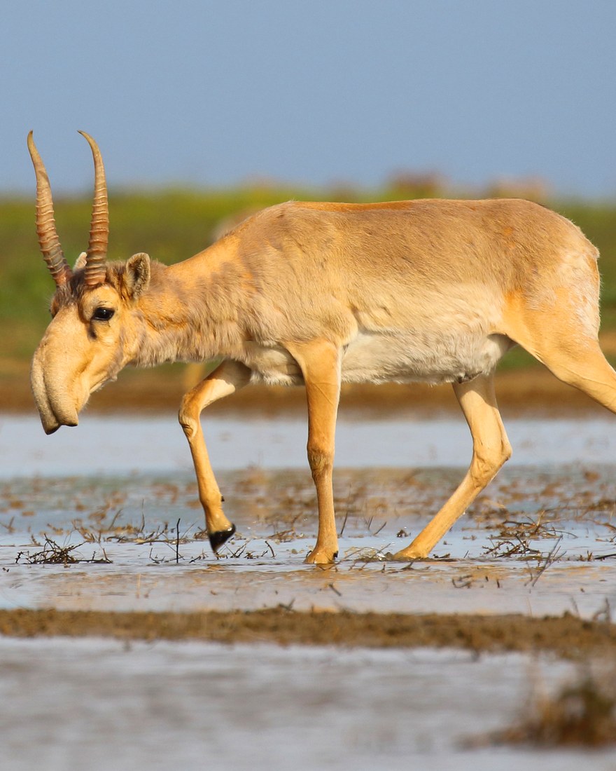 Saiga antelope walking through shallow water